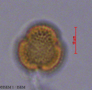 ISEM 1/Elaeagia_utilis_29232/Elaeagia_utilis_29232_0001(copy)_thumb.jpg